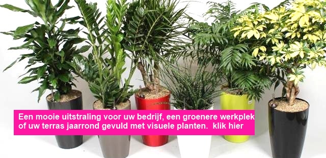 Direct online planten - Plantenplaats.nl